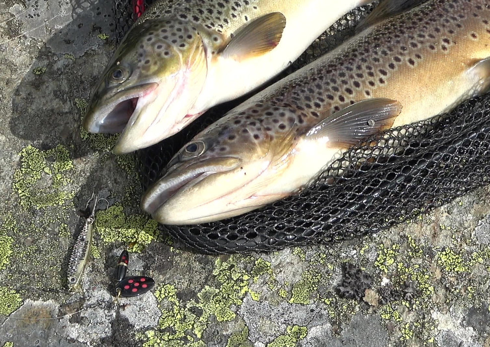 Trigger Bug svart/røde prikker. Nyhet 2025, nå også i 9 gram ...